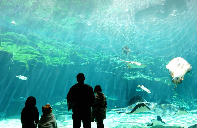 画像：九十九島水族館海きらら